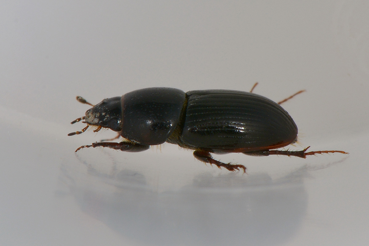 Calamosternus granarius, Aphodiidae